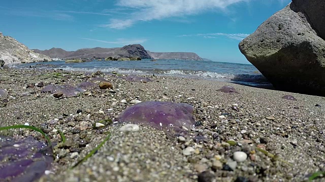 海滩上的沙子里垂死的水母视频素材