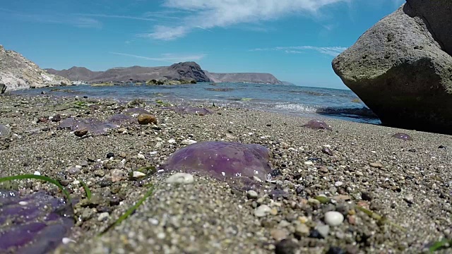 海滩上的沙子里垂死的水母视频素材