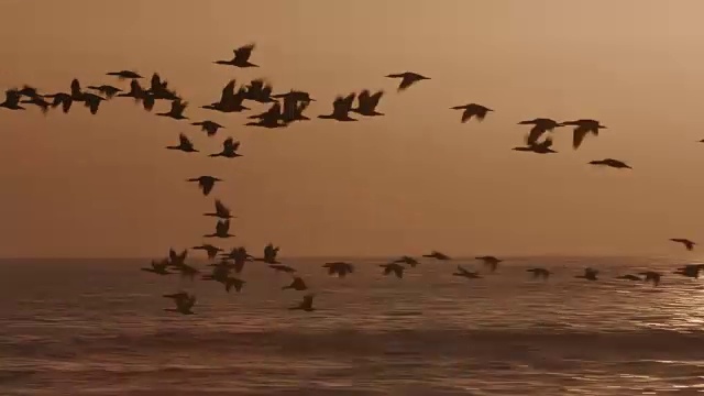 4K观鸟在日落在海上飞行视频素材