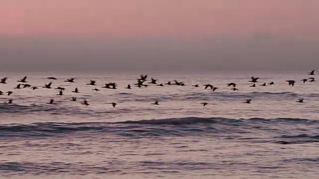 4K观鸟在日落在海上飞行视频素材