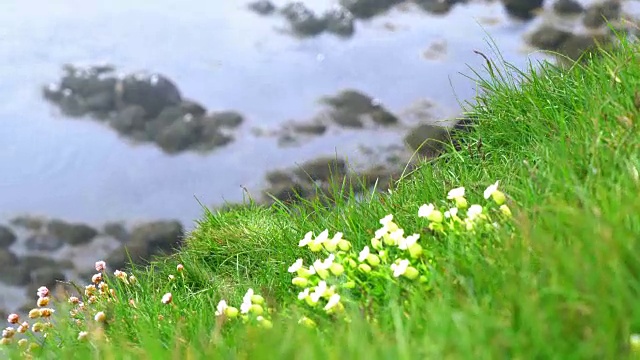 拉特拉伯jarg长满草的悬崖上的海雀视频素材