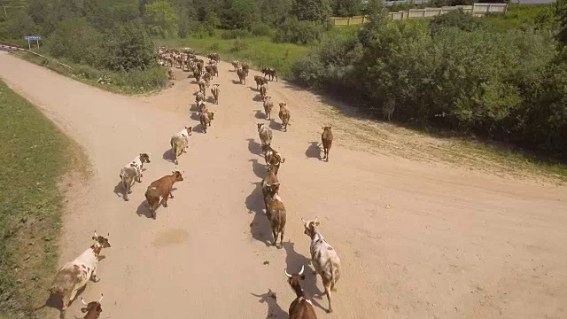 鸟瞰图:奶牛在路上行走视频素材