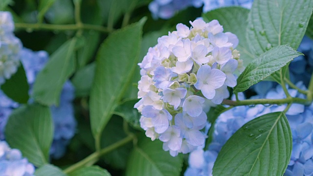 绣球花，在东京，日本，Kokubunji视频素材