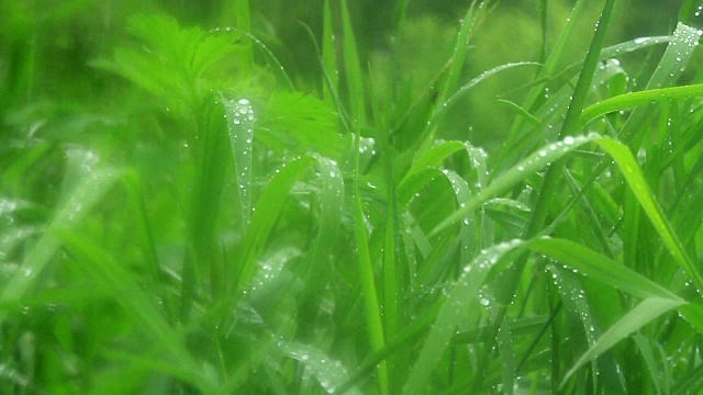 雨下的绿草视频素材