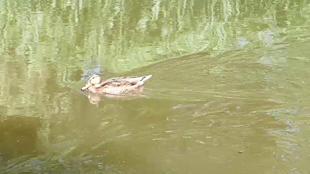 湖面上漂浮着野鸭视频素材