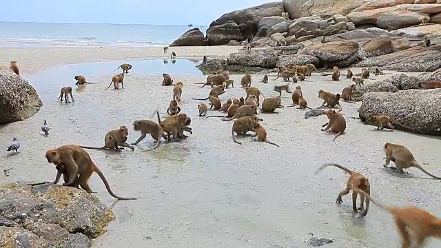 海滩上的野生猴子视频下载