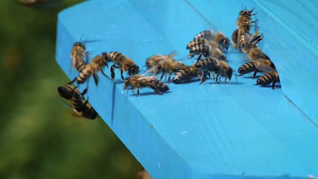 蜂巢enterance视频下载