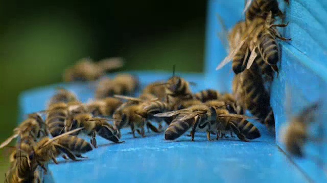 蜂浅场深视频素材