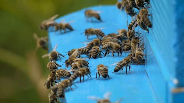 蜜蜂群视频下载