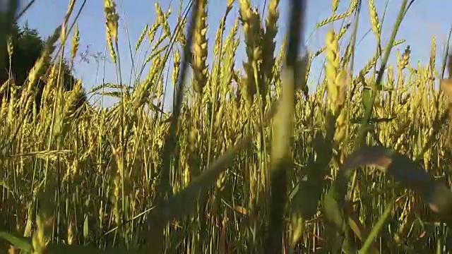 夏风吹动麦田波浪视频素材