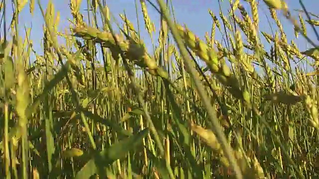 夏风吹动麦田波浪视频素材