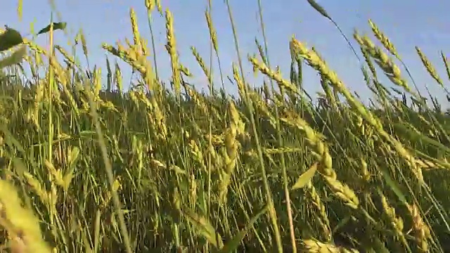 夏风吹动麦田波浪视频素材