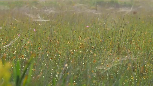 满是蜘蛛网的花田视频素材