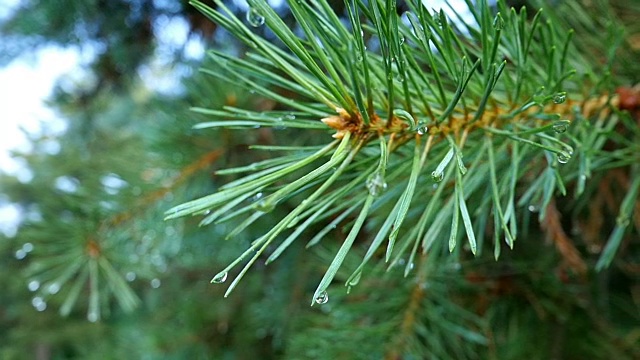 带雨滴的针叶树的树枝视频素材