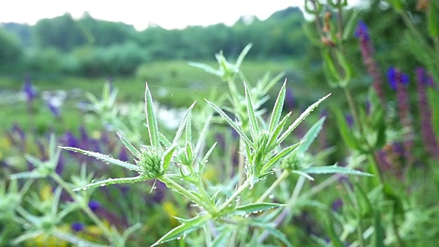 生长在自然界中的野杏视频素材