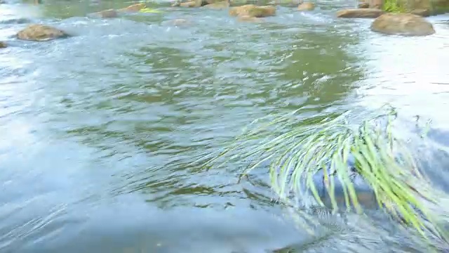 河流景观与石头和植物视频素材