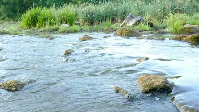 河流景观与石头和植物视频素材