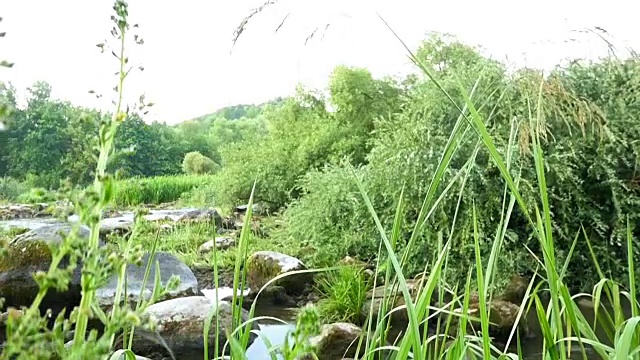 河流景观与石头和植物视频素材