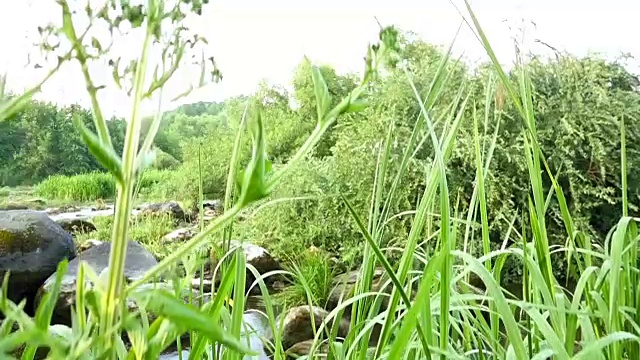 河流景观与石头和植物视频素材