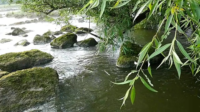 河流景观与石头和植物视频素材