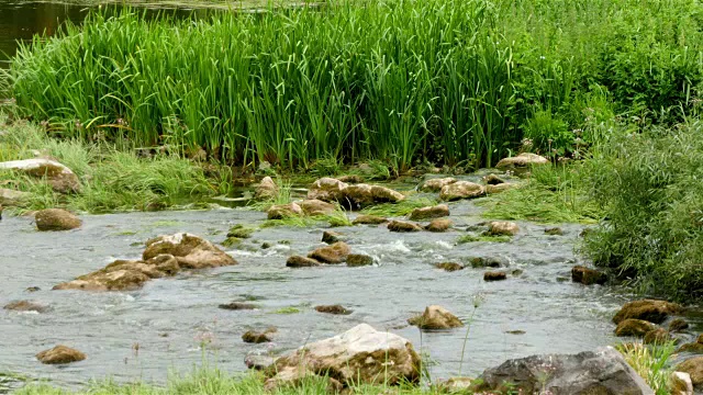 河流景观与石头和芦苇视频素材