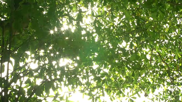 绿色的树叶。模糊抽象的散景与太阳耀斑。视频素材