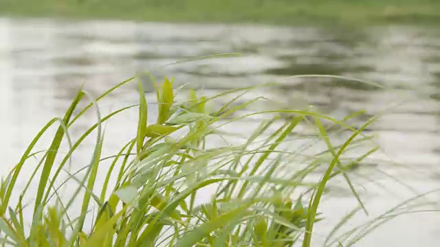 绿草如茵，风过水面为背景视频素材