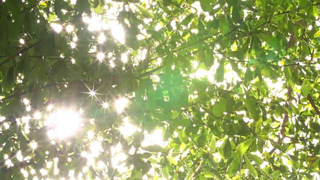 绿色的树叶。模糊抽象的散景与太阳耀斑。视频素材