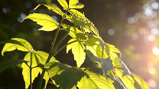 绿色的灌木叶在日落，黎明特写视频素材