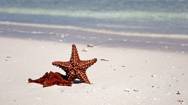 加勒比海滩上的两只海星，旅游概念视频素材