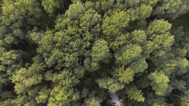 鸟瞰图。飞过森林视频素材