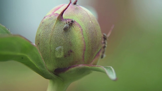 牡丹花蕾上的蚂蚁视频素材