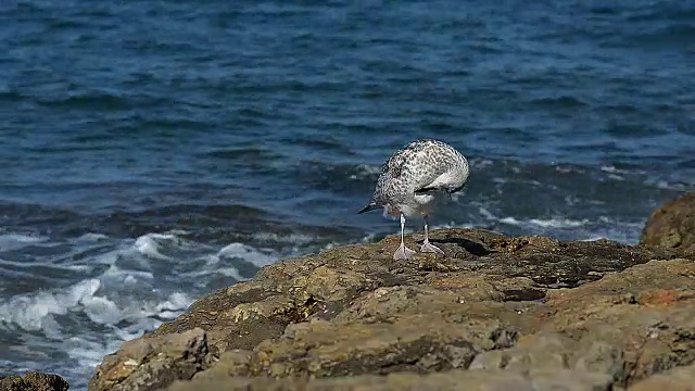 孤独的海鸥在岸边晾干羽毛视频素材