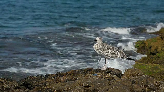 特写海鸥在岸上晾干她的羽毛视频素材