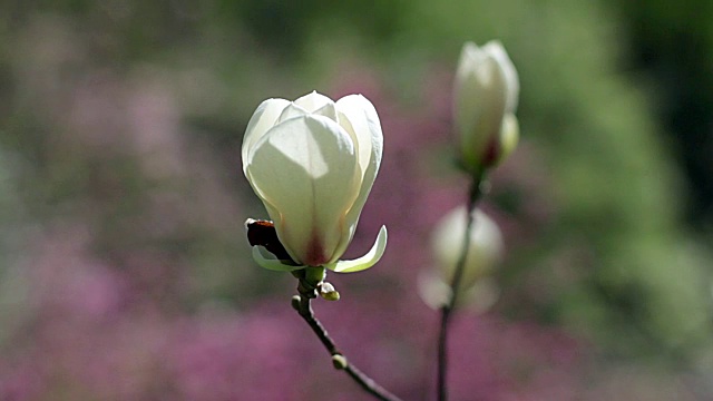 白玉兰花视频素材