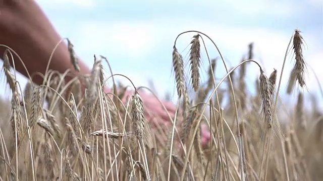 两段用手抚摸麦田里的小麦的视频慢动作视频素材