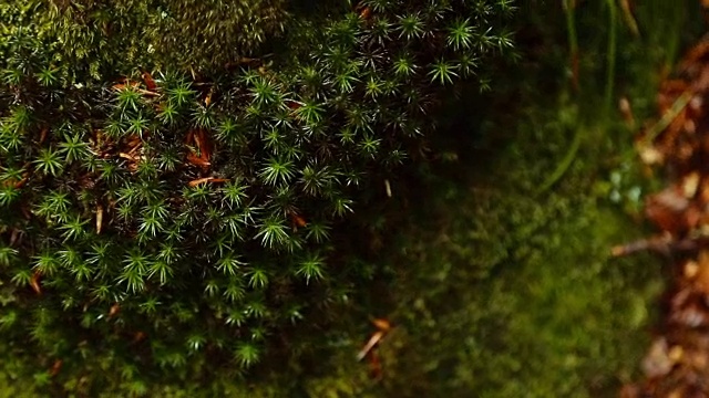 木头苔藓视频下载