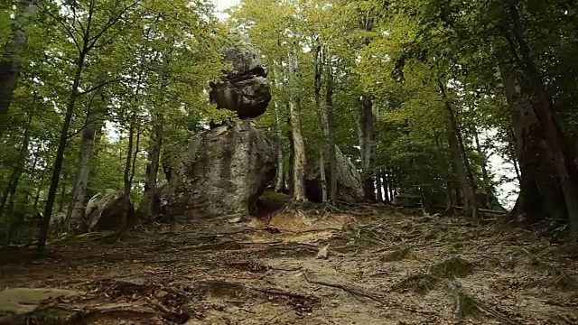 森林里的早晨。视频素材