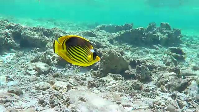 黄色浣熊蝴蝶鱼特写视频素材