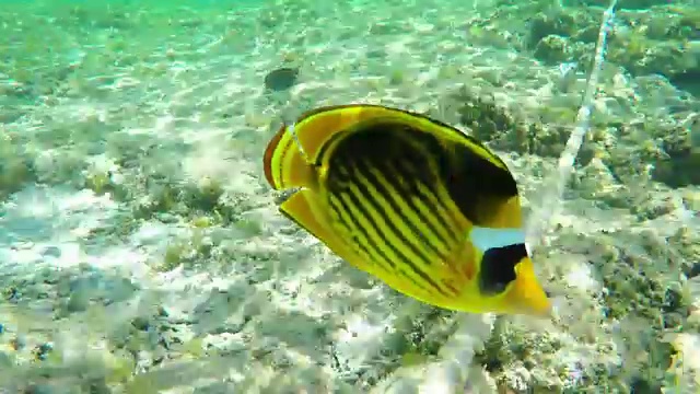 水下的浣熊蝴蝶鱼视频素材