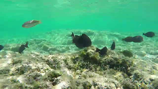 水下各种热带海洋鱼类群视频素材