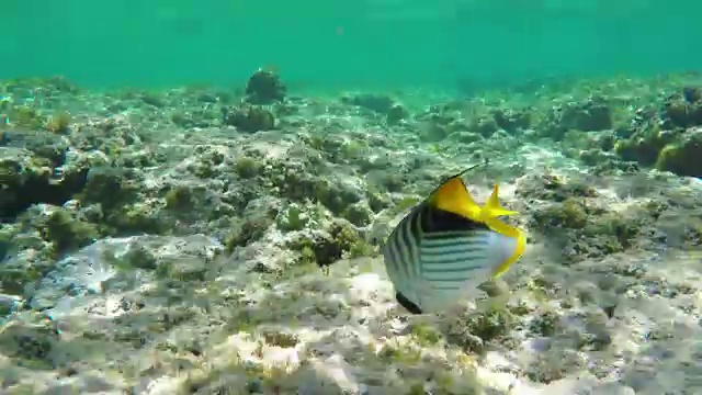 水下斑蝶鱼(Chaetodon Auriga)视频素材