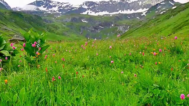 花团锦簇的草地靠近高高的雪山湖视频素材