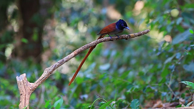 栖息在树枝上的亚洲天堂flycatcher视频下载