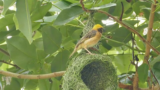 亚洲金织布筑巢。视频素材