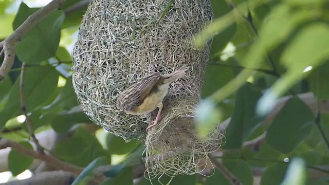 亚洲金织布筑巢。视频素材