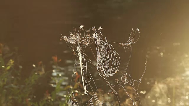 森林里的蜘蛛网随风抖动视频素材