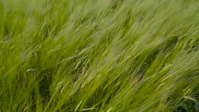 青稞和多风的天气视频素材