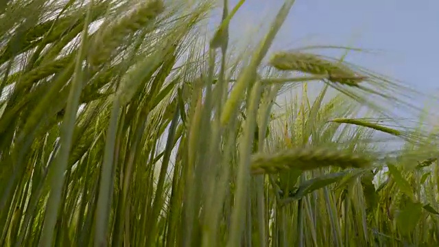 从植物到现场视图视频素材