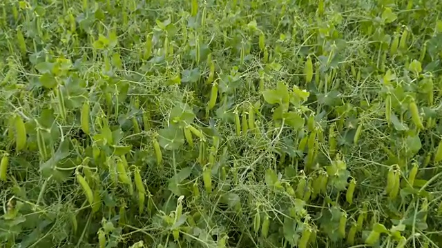 大量的豌豆植株生长着豌豆荚视频素材